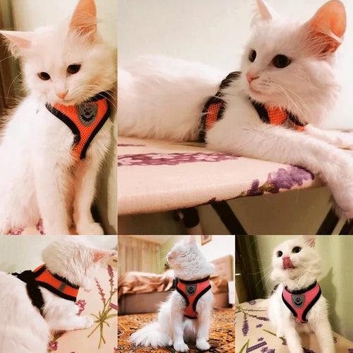 Arnés de malla ajustable para gatos