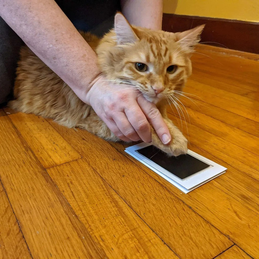 Almohadilla de estampación limpia Flyface para huellas de gato sobre suelo de madera
